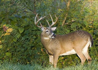 Buck Whitetail Deer (Odocoileus virginianus)