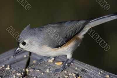 Tufted Titmouse (Parus bicolor)