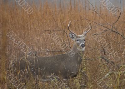 Buck Whitetail Deer (Odocoileus virginianus)