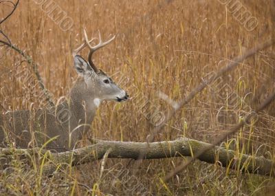 Buck Whitetail Deer (Odocoileus virginianus)