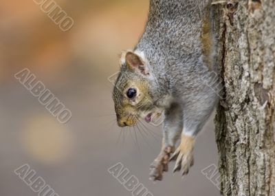 Grey Squirrel (Sciurus carolinensis)