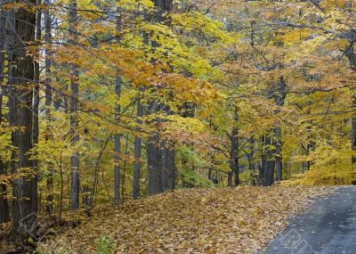 Autumn Road