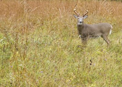 Buck Whitetail Deer (Odocoileus virginianus)