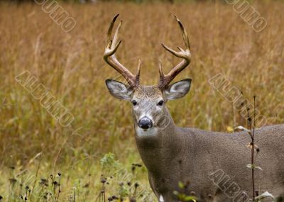 Buck Whitetail Deer (Odocoileus virginianus)