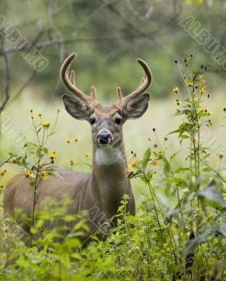 Buck Whitetail Deer (Odocoileus virginianus)