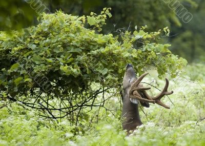 Buck Whitetail Deer (Odocoileus virginianus)