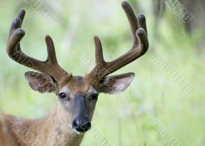 Buck Whitetail Deer (Odocoileus virginianus)