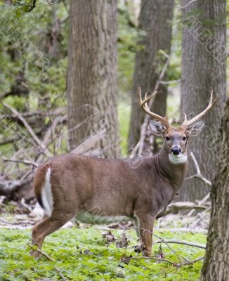 Buck Whitetail Deer (Odocoileus virginianus)