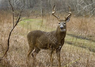 Buck Whitetail Deer (Odocoileus virginianus)