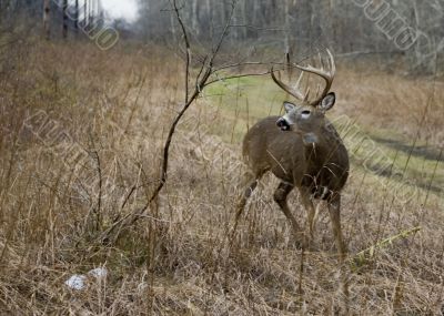 Buck Whitetail Deer (Odocoileus virginianus)