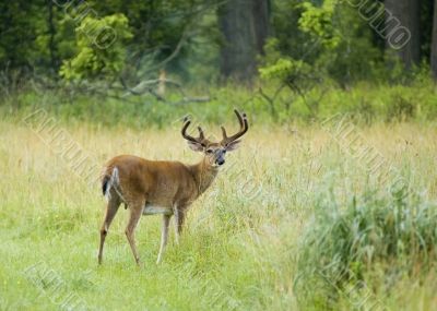 Buck Whitetail Deer (Odocoileus virginianus)