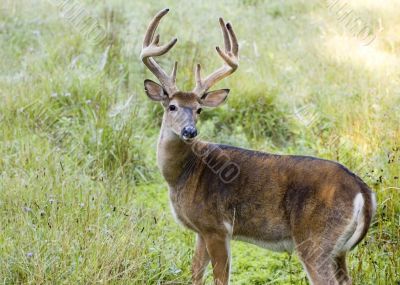 Buck Whitetail Deer (Odocoileus virginianus)