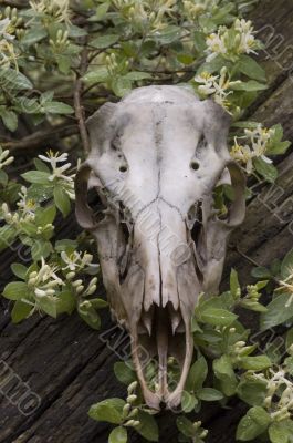 Buck Whitetail Deer (Odocoileus virginianus)