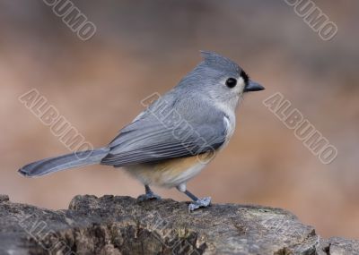 Tufted Titmouse (Parus bicolor)