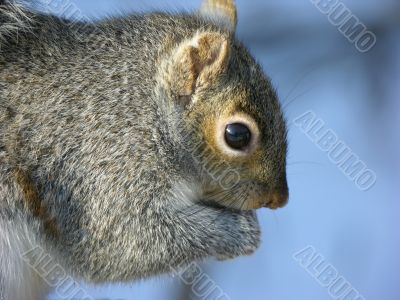 Grey Squirrel (Sciurus carolinensis)