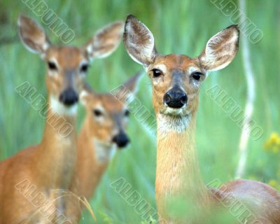 Whitetail Deer Doe(Odocoileus virginianus) Whitetail Deer Doe(Odocoileus virginianus)