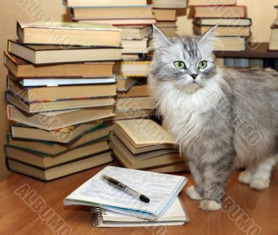 Many old books and cat