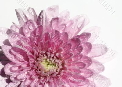Wet chrysanthemum