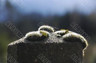 Moss on stone pole
