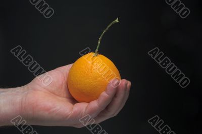 Holding an Orange Holding an Orange