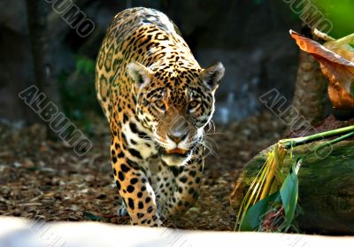 Jaguar