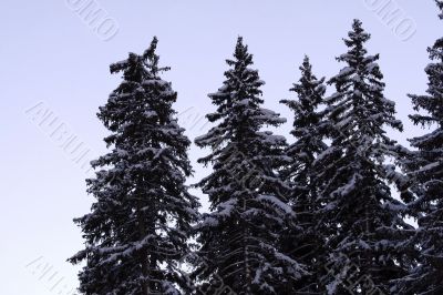 Pines covered with snow