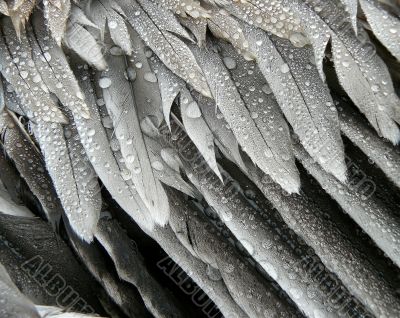Grey Pelican Feathers