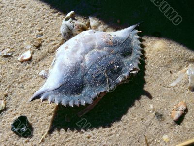 Blue Crab Shell on Beach