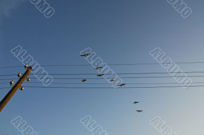 Birds flying over telephone poles