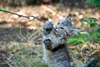 Outside Portrait of a cute kitten playing