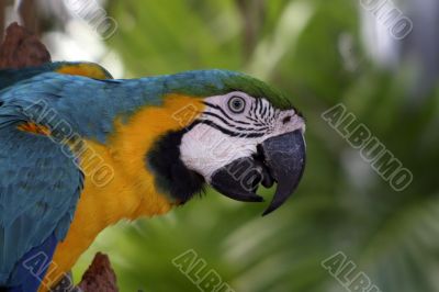 Colorful Macaw