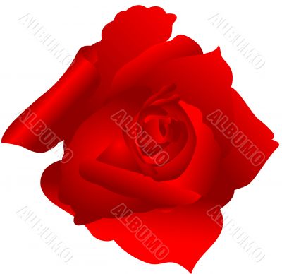Red Rose Red Rose