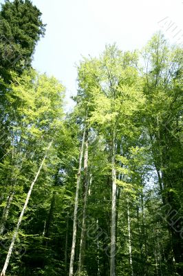 Green forest