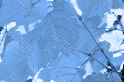 Beautiful background leave