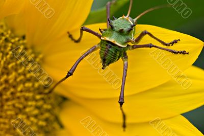 Armored corn cricket