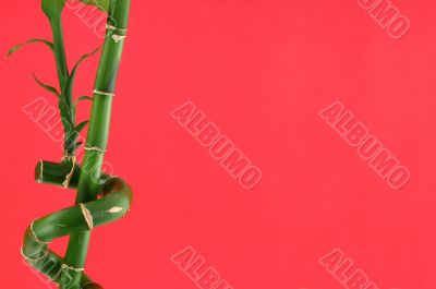 lucky bamboo background