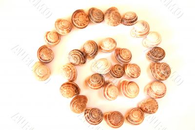 Scallop shels arranged into snail-like shape