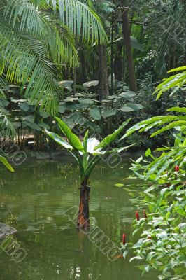 Tropical landscape
