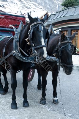 Horse carriage.