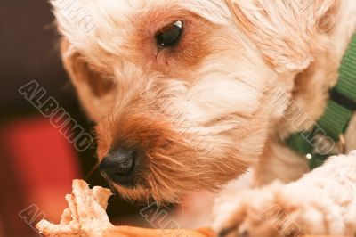 chew chew