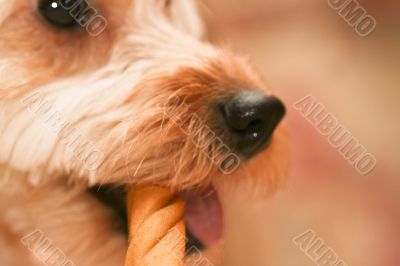 chew chew