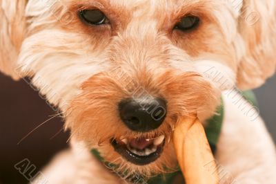 chew chew