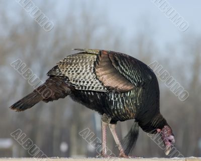 Wild Turkey