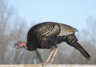 Wild Turkey