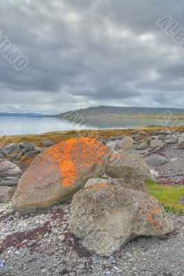 Red algae on large boulders in Iceland