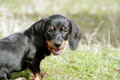 Young Dachshund