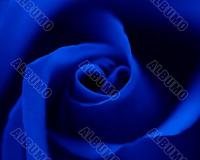 Blue rose with heart symbol in center. Close-up