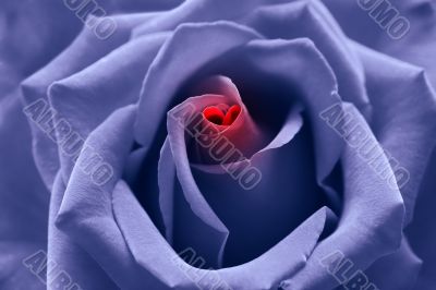 Love birth: blue toned rose with heart symbol in center