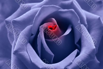 Love birth: blue toned rose with heart symbol in center Love birth: blue toned rose with heart symbol in center
