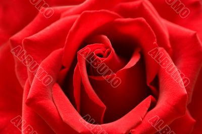 Red rose with heart symbol from petal in center